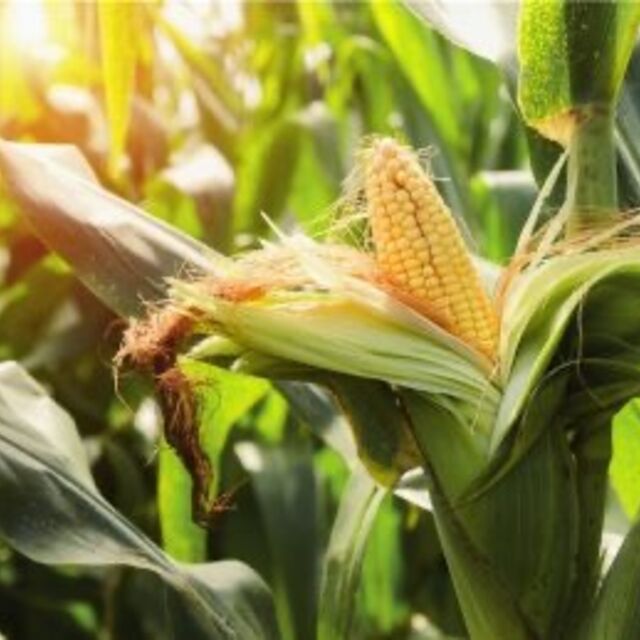 AdobeStock_175205515-min-390x259